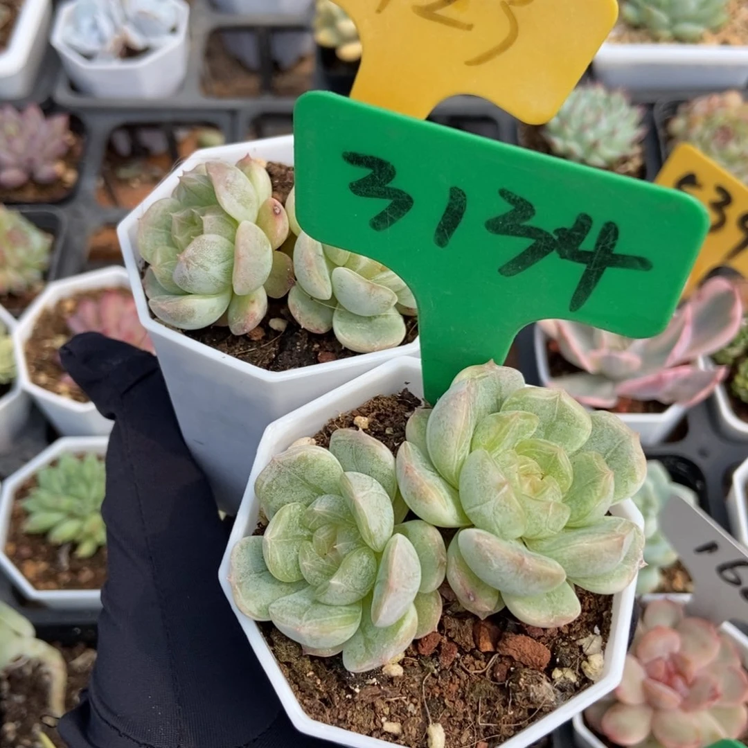 @***r2123 2134白恋多肉植物