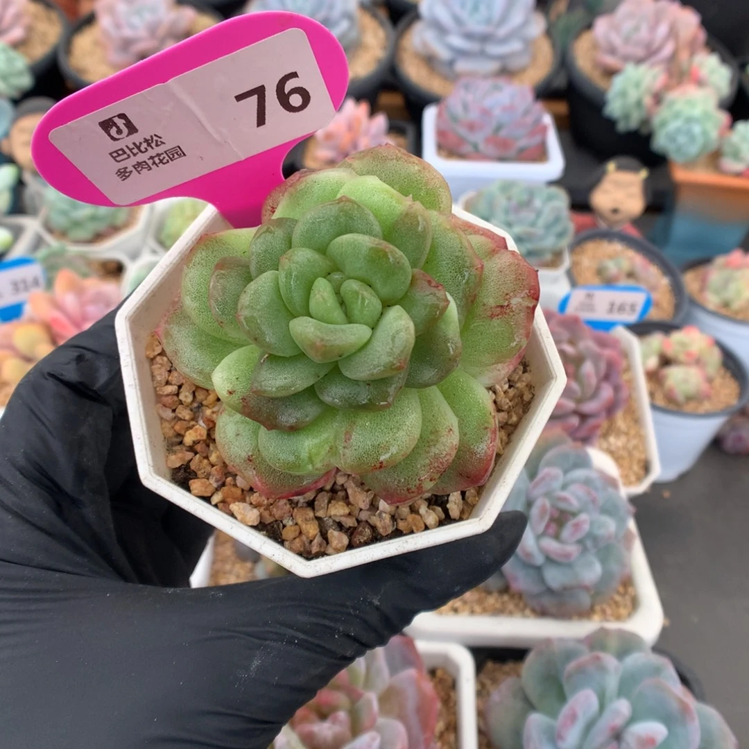 会***年76 冰玉石化多肉多肉