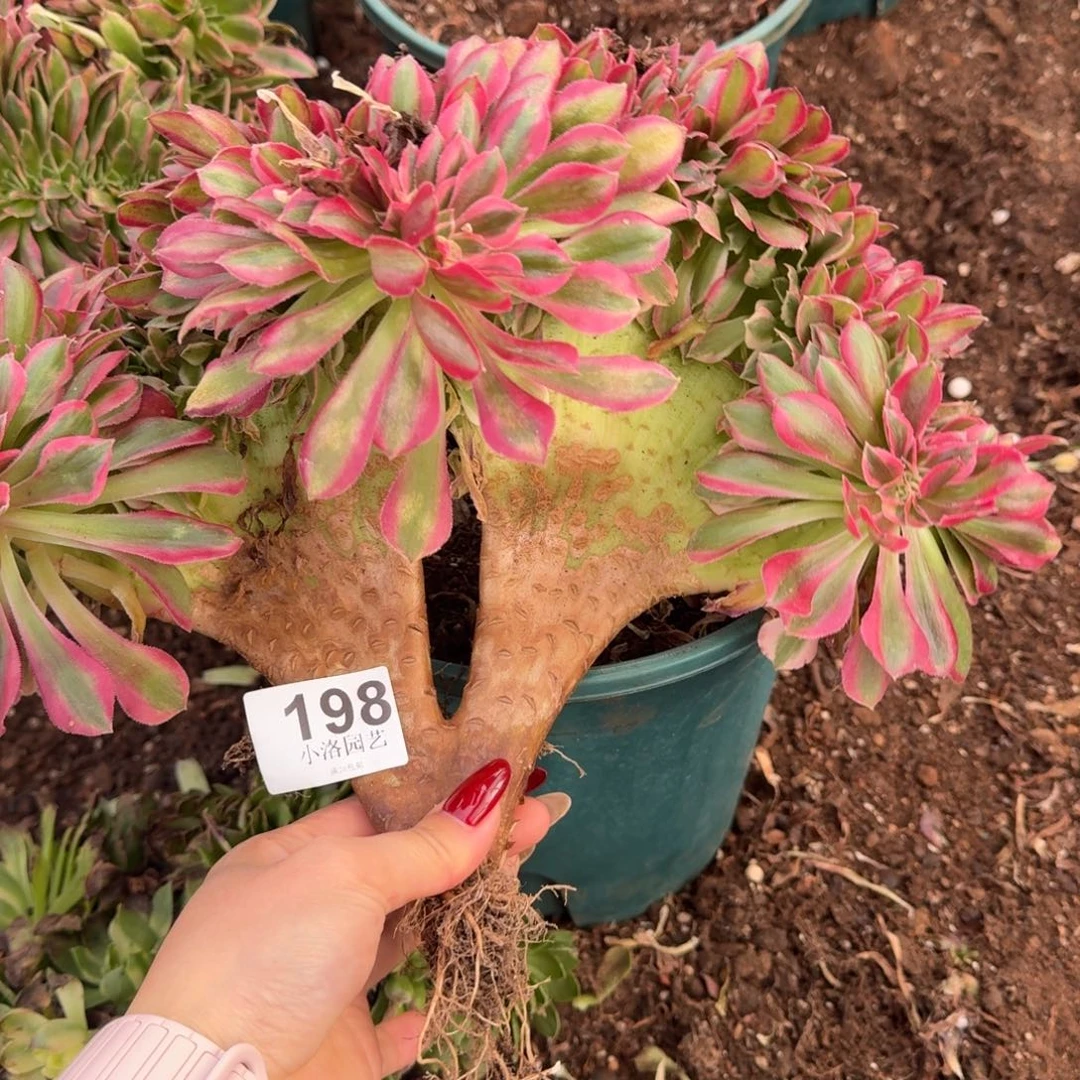 198粉女巫缀化多肉植物满28包邮