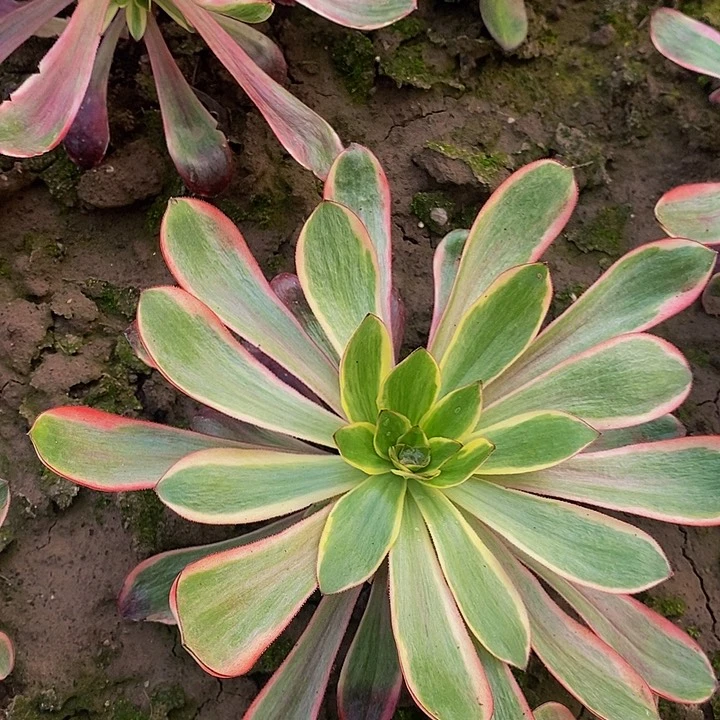 红魔女法师一圈侧芽多肉