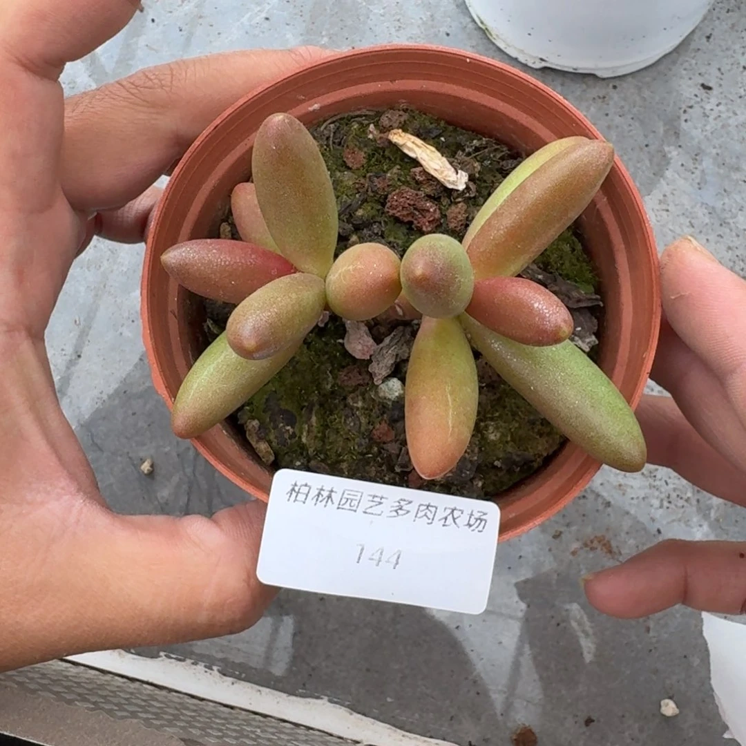 144 椰子树 双头 一物一拍