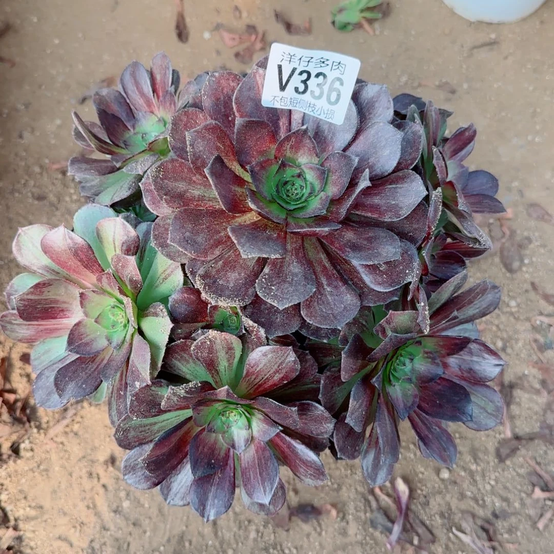 黑发师336冠幅25左右