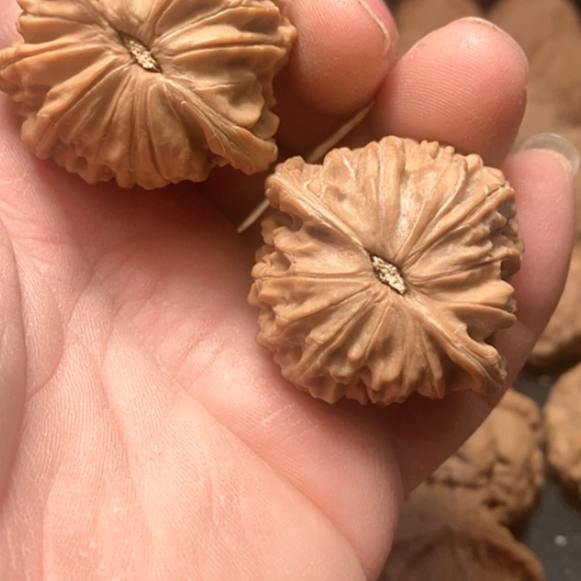 【闪购商品】远**、磨盘狮