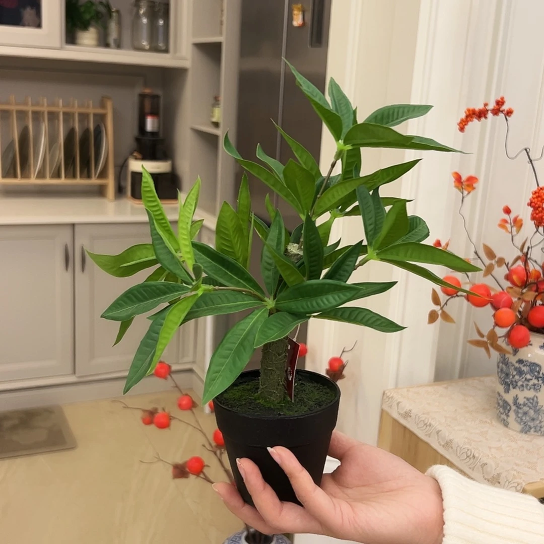 抖音直播福利高27盆栽