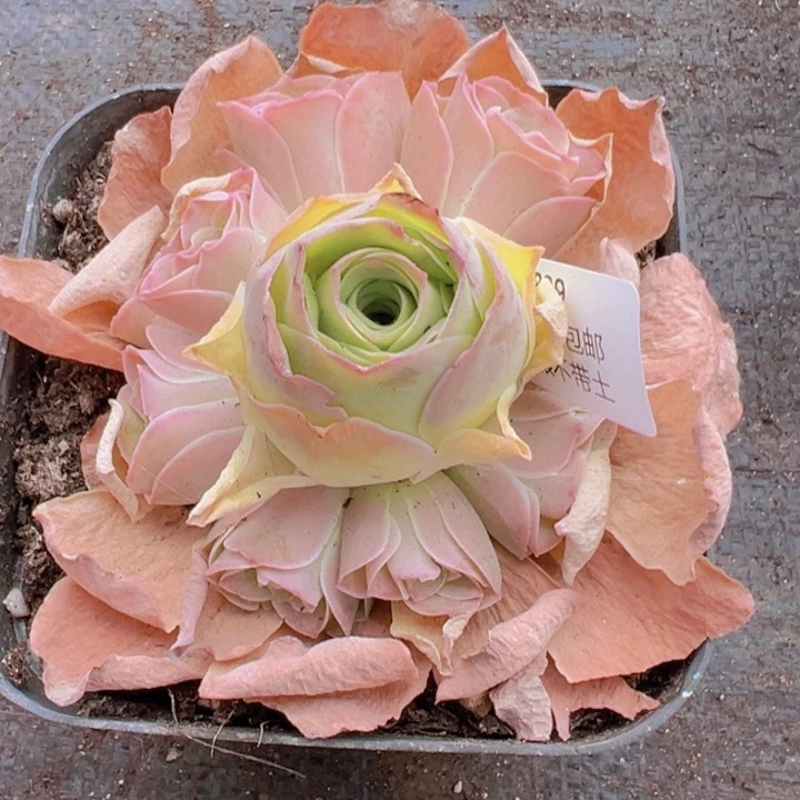 839 裸根不带土发货不包损