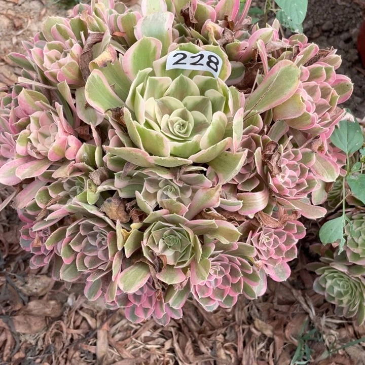 钱***乐无花朵228多肉植物男神+补发一棵