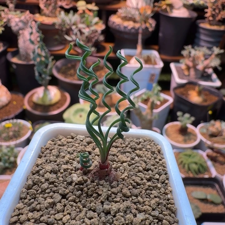 G L弹簧草792 仙人球