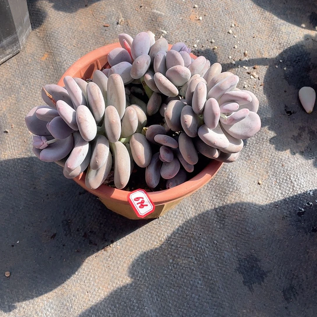 696大叶奶一物一拍多肉