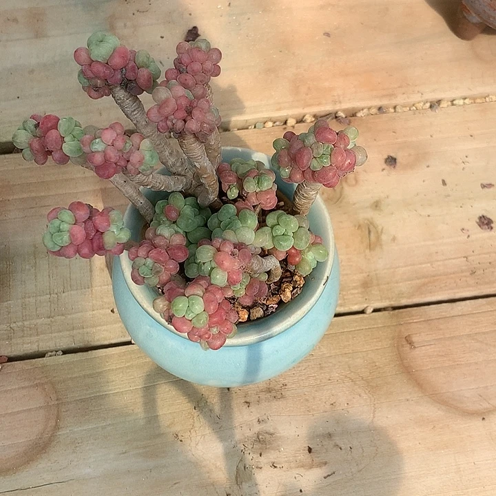 糯***子客户雷龙咯路墨迹LJL哦哦哦哦哦