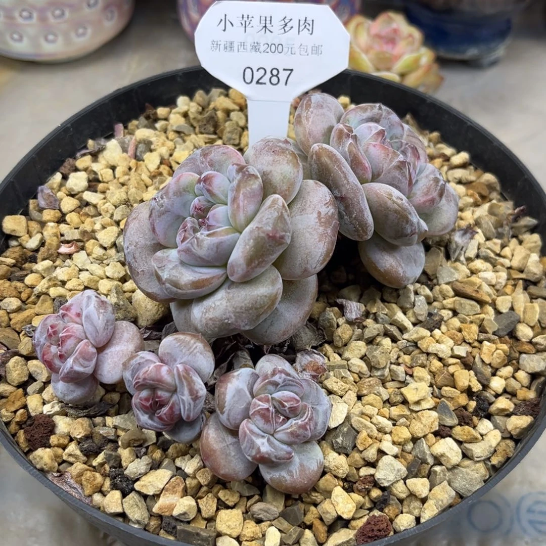 绿底紫心287/13cm5头