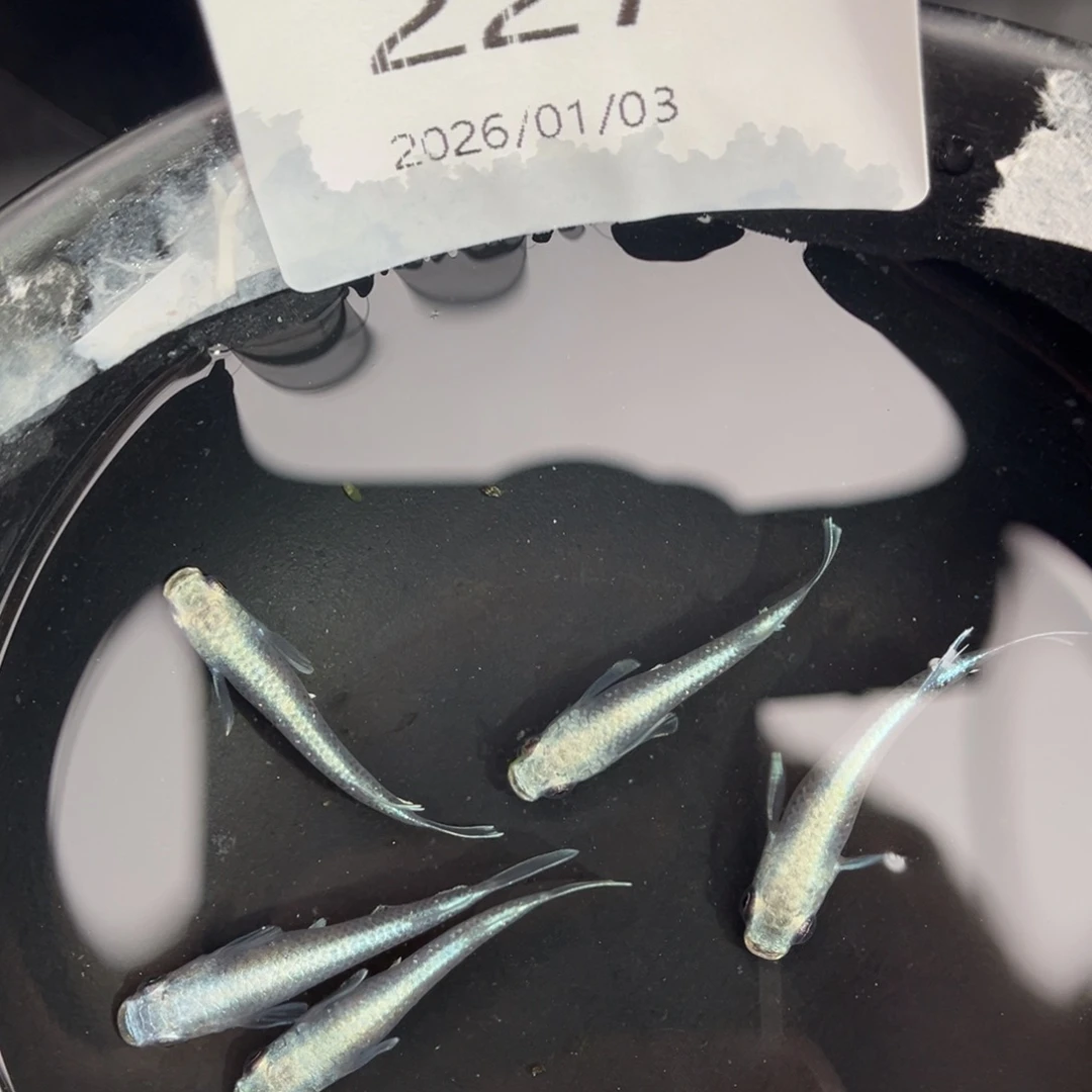 青鳉鱼227新玛利亚五尾