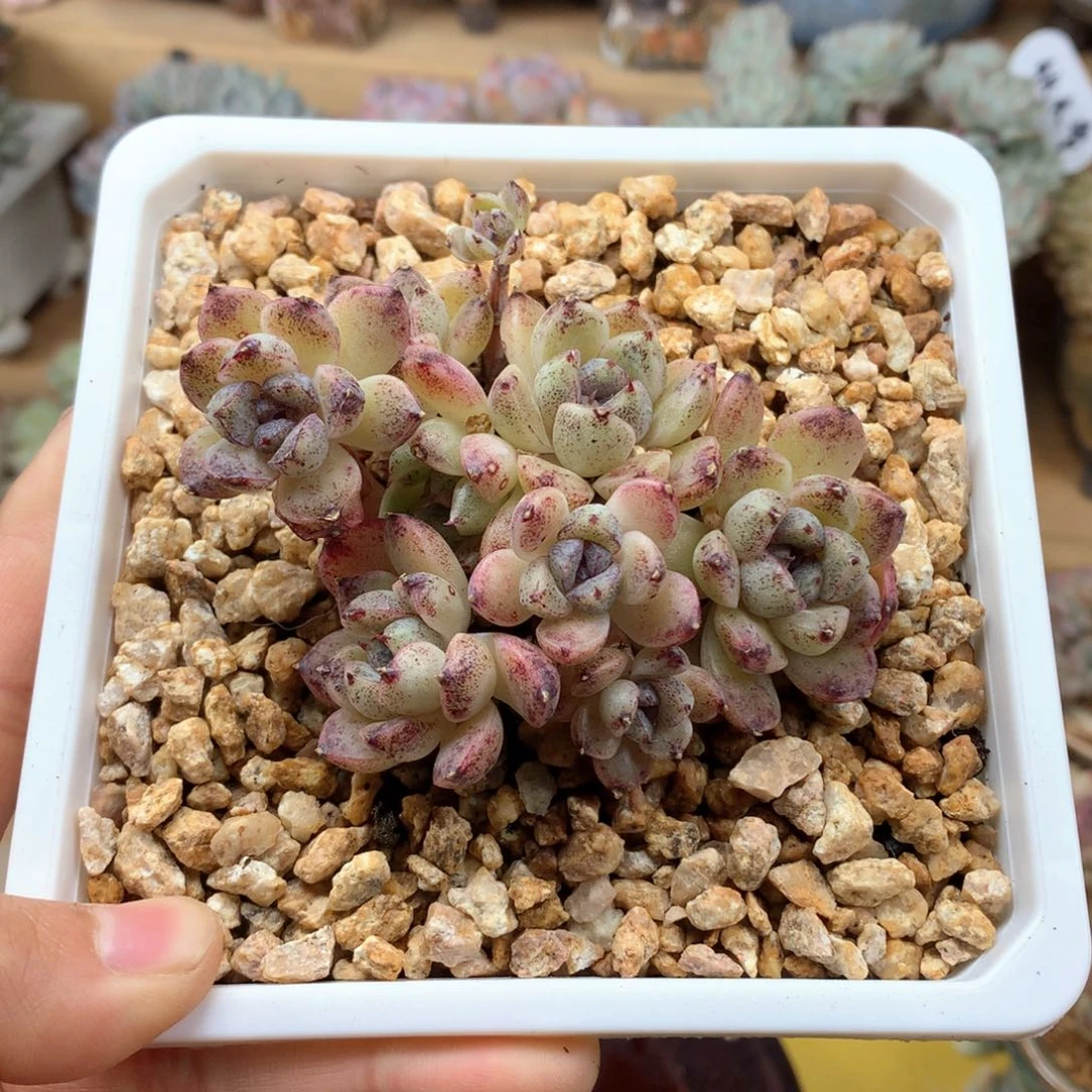 ෆ***酱小赤水晶一物一拍有瑕