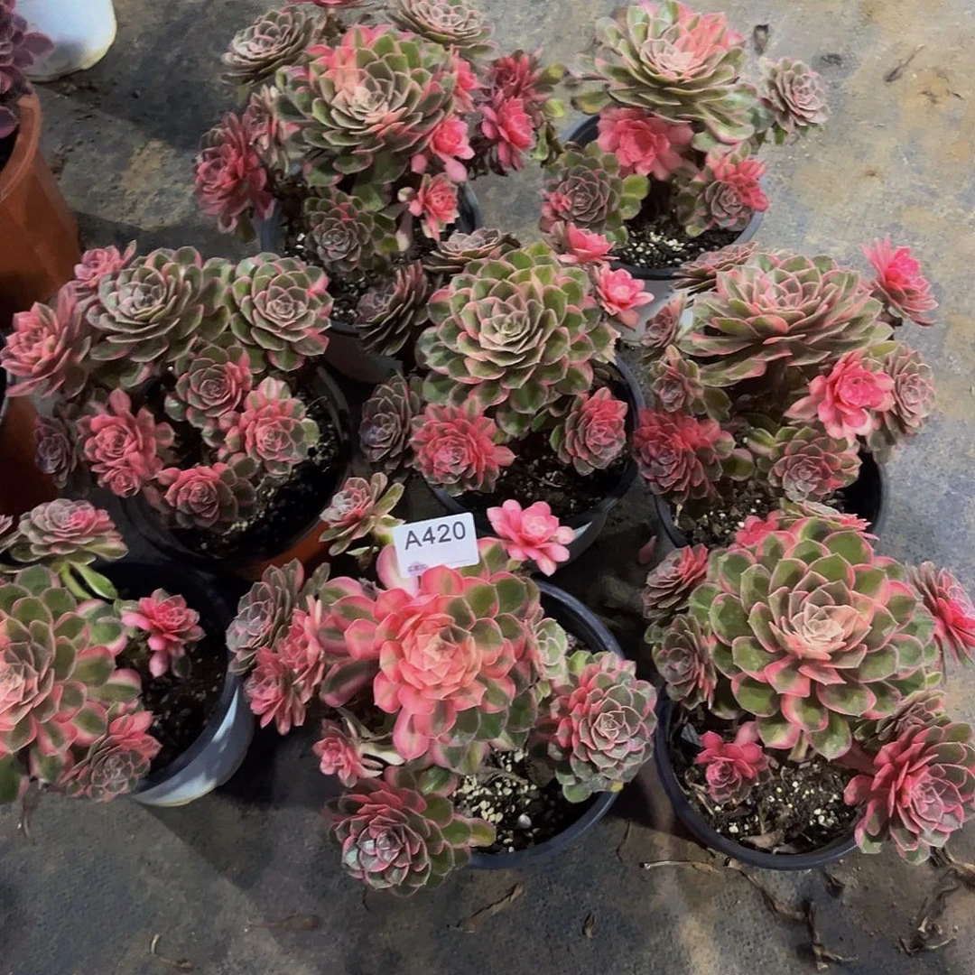 善***意无花朵黑魔锦多肉植物420