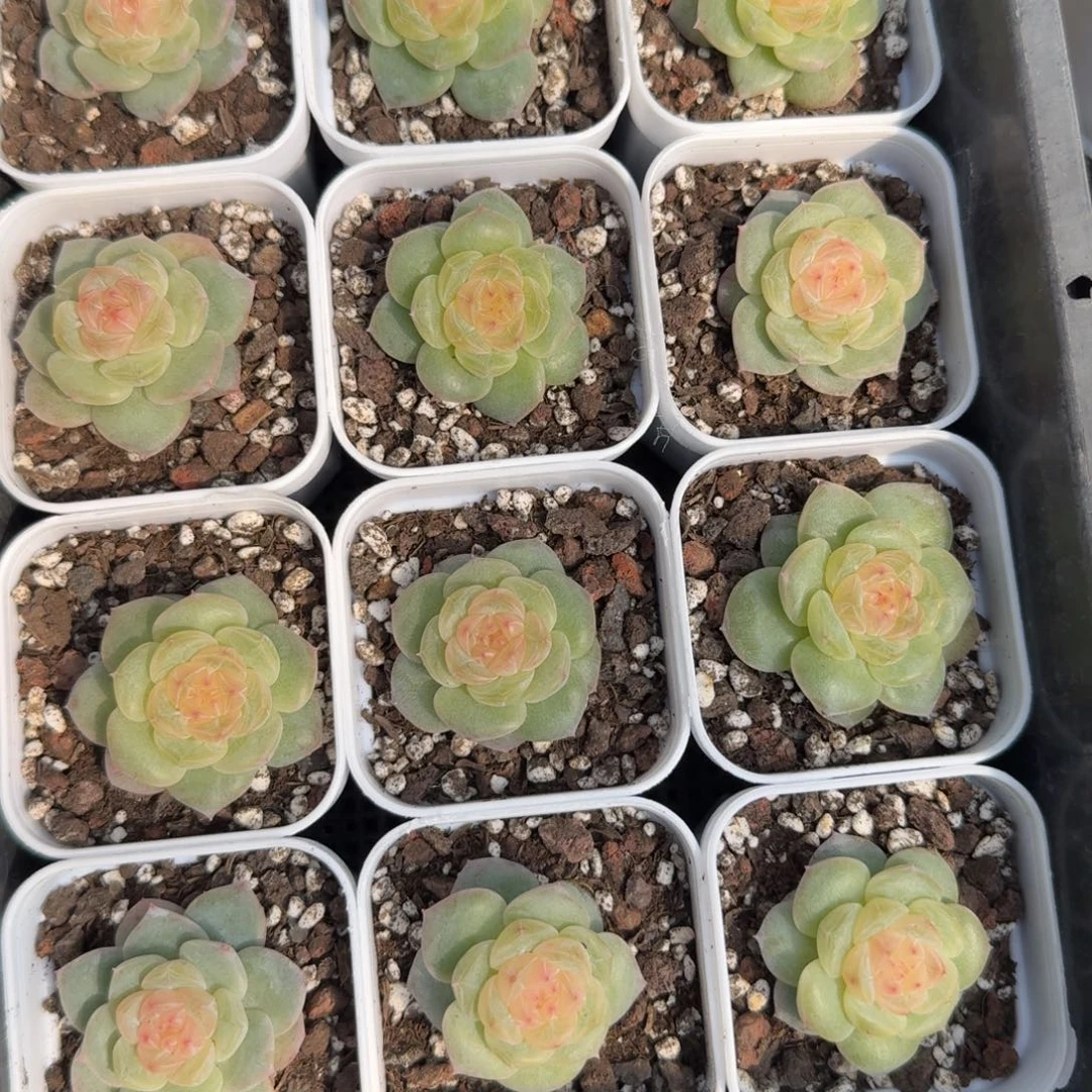 1122-77-老板单头量拍