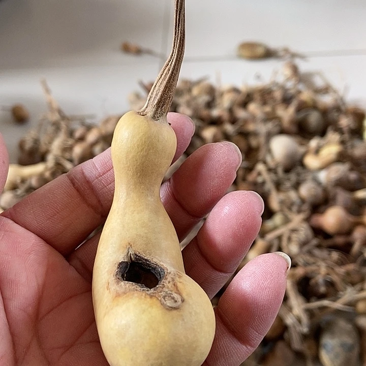 g sh s si s h ba js s j