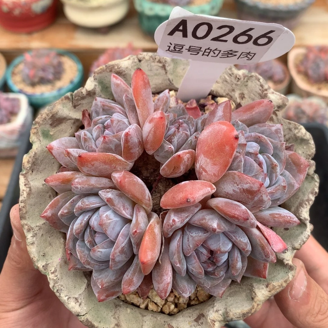 A0266 星影小老桩 有砍 9cm