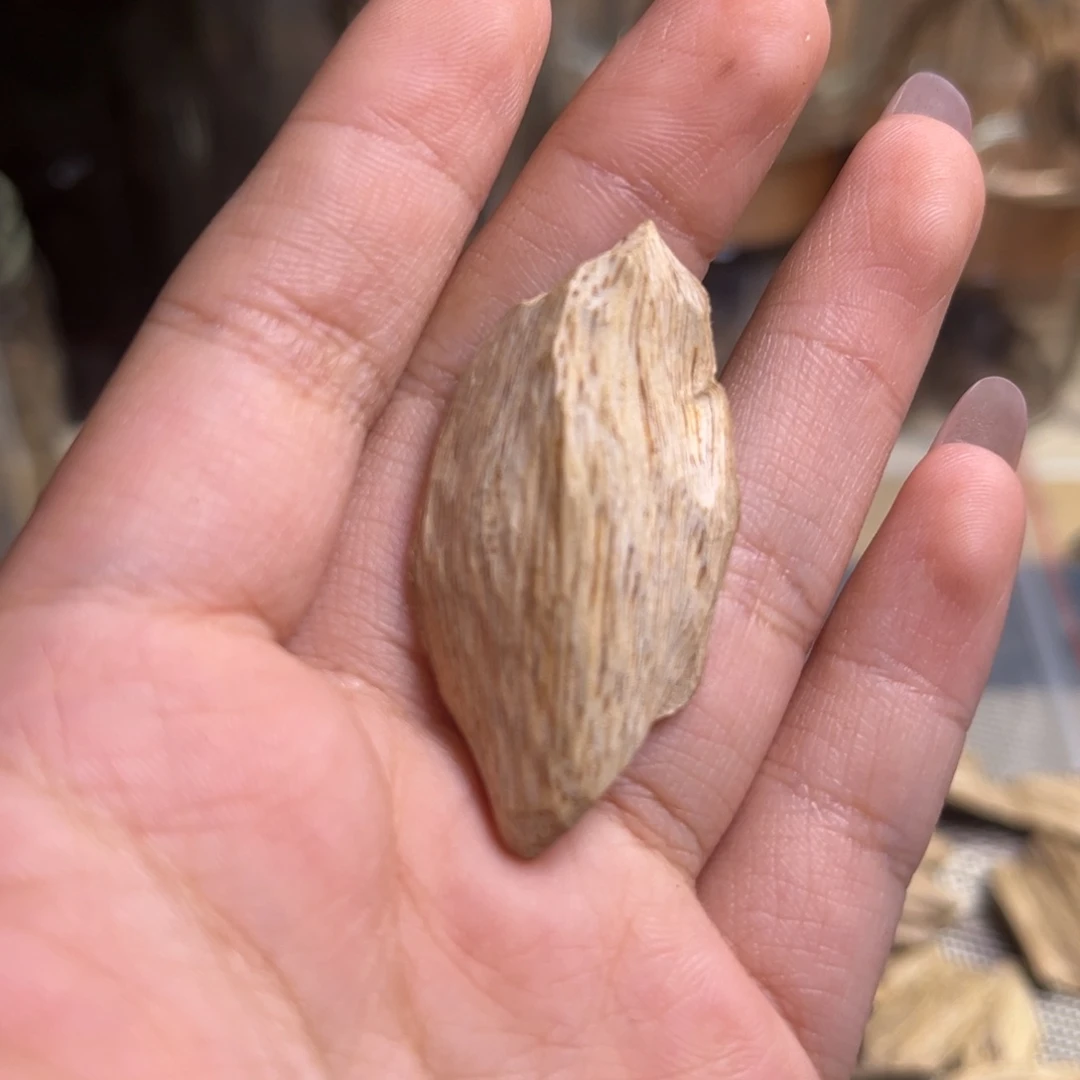 香料广西博白的虎斑棋2.1克