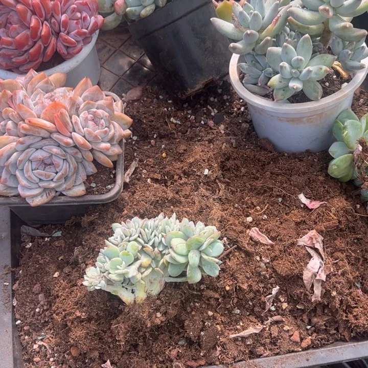 暴***妮云欣多肉植物白凤缀