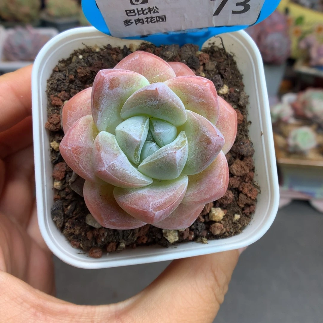 73琥珀冰玉多肉植物