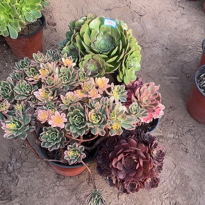 193多肉植物组合，