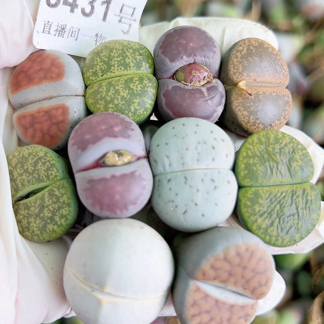 8431 好养易活生石花大母本10个有颗高尔夫炸福利