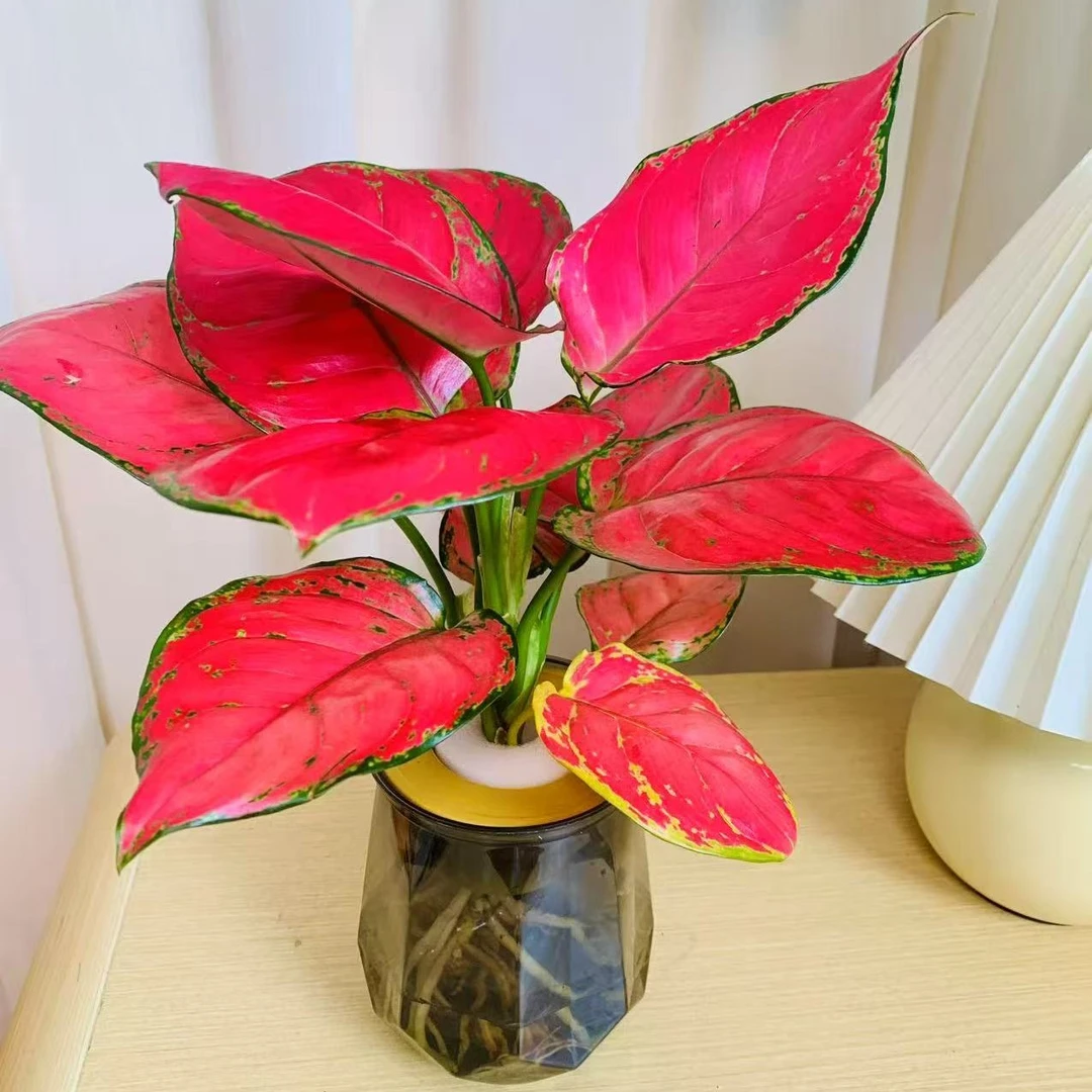 吉利红如意盆栽cy水培植物吸除甲醛四季好养易活