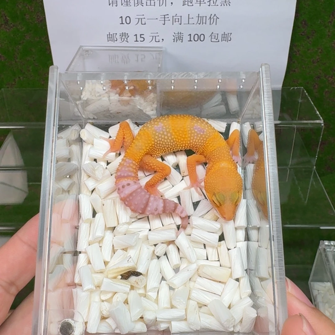 豹纹守宫蜜橘雨水 母温
