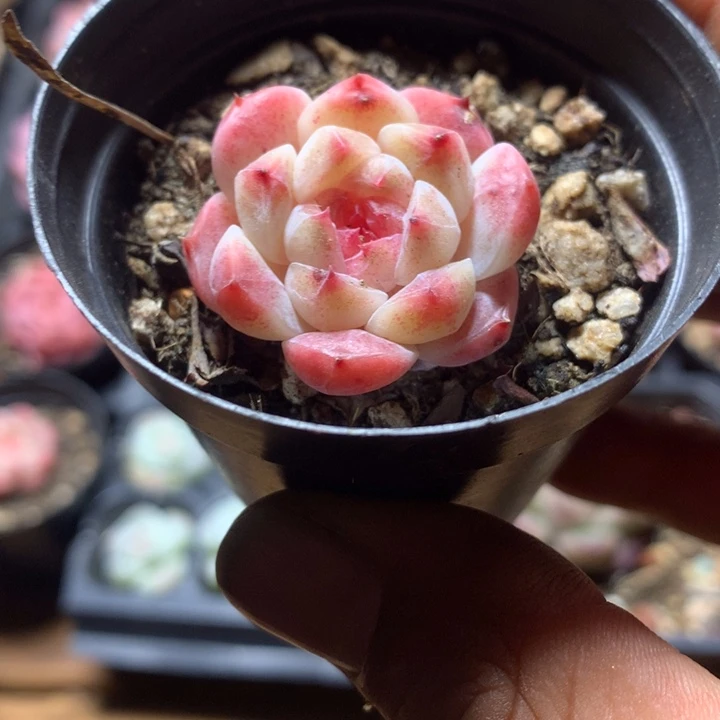 精控冰魄一物一拍