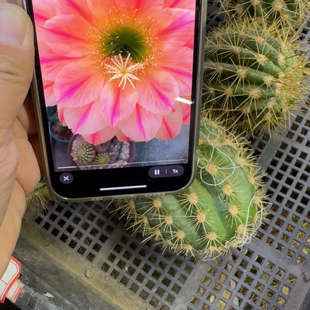 391毛花柱粉条歪无根侧牙5公分左右，20包邮