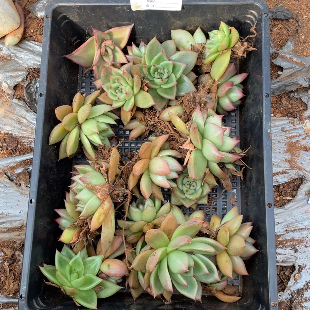 无花朵若如东云组拍E160