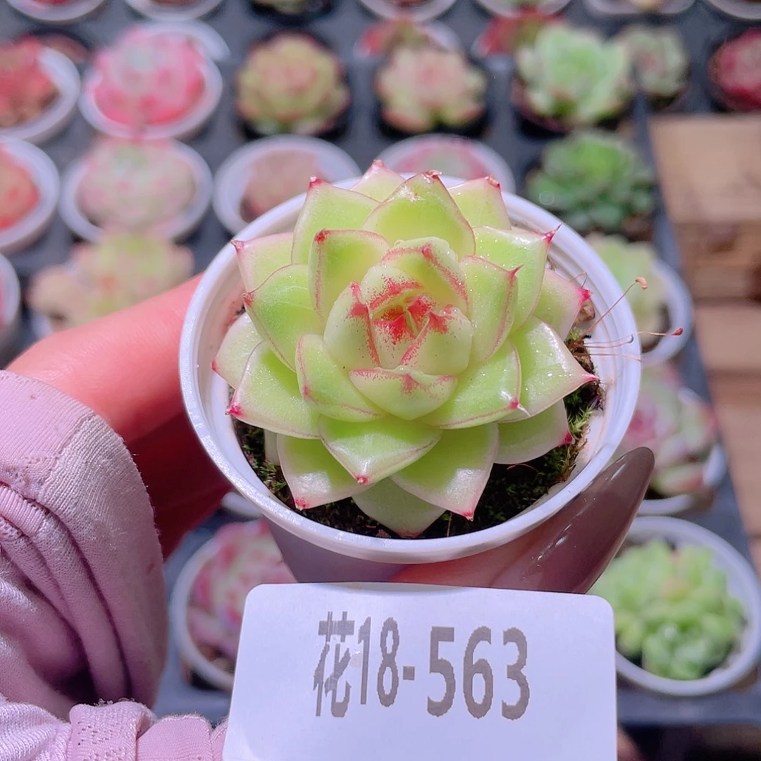花利美18-563麦秆