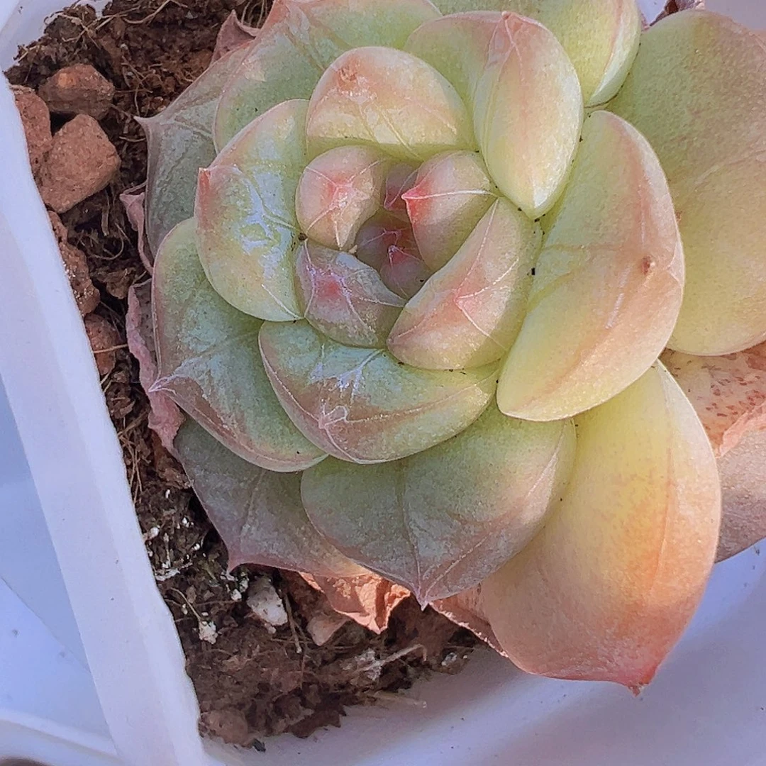 双头纹星珍妮19包邮
