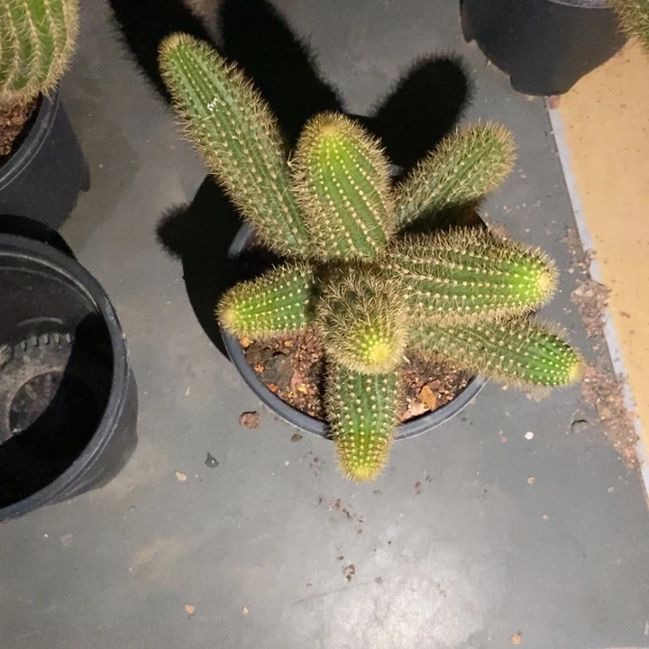 用***5仙人球双色金妞一物一拍