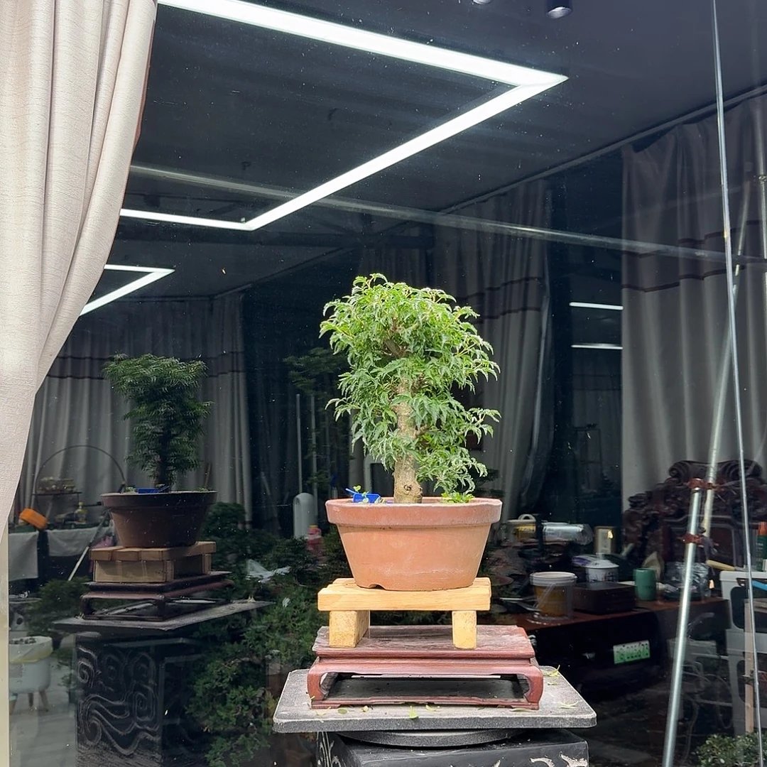 老***亮无花朵花卉苗木花卉苗木