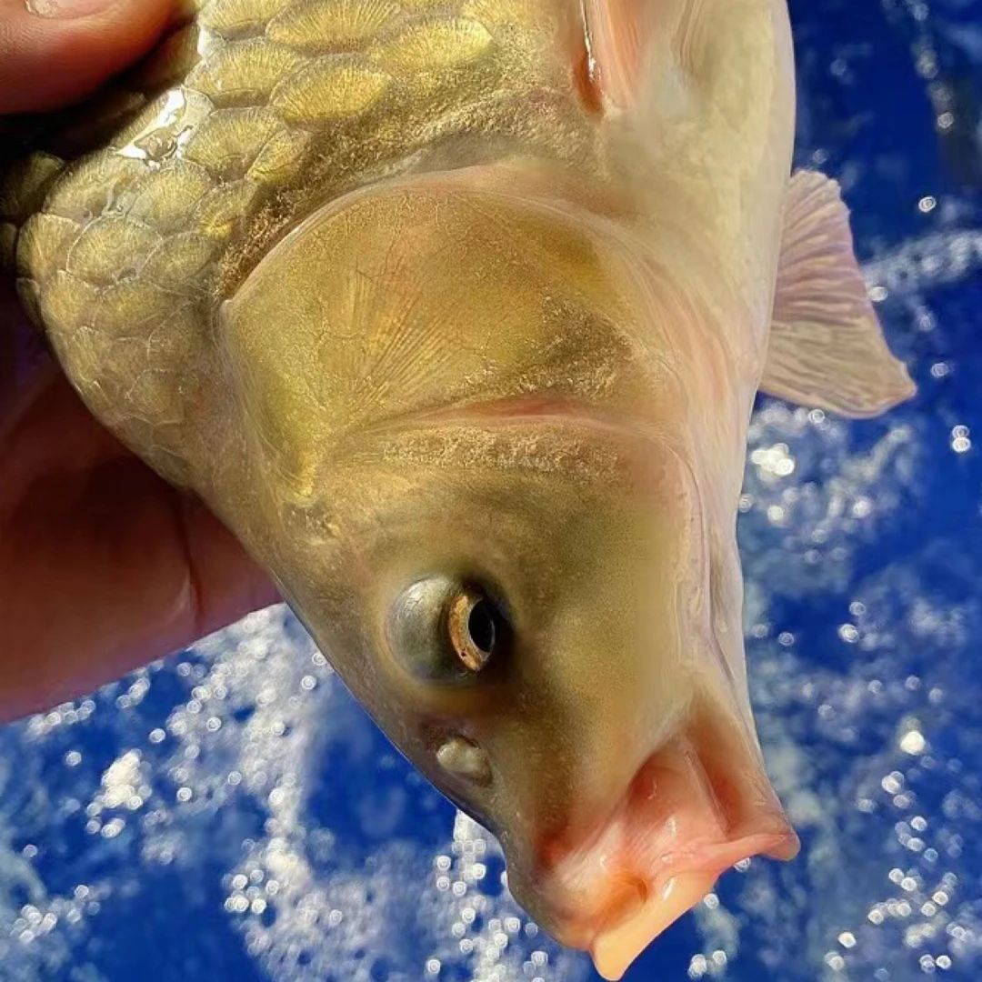 领鲜淡水湖小鲤鱼（5斤—6斤多条一单）