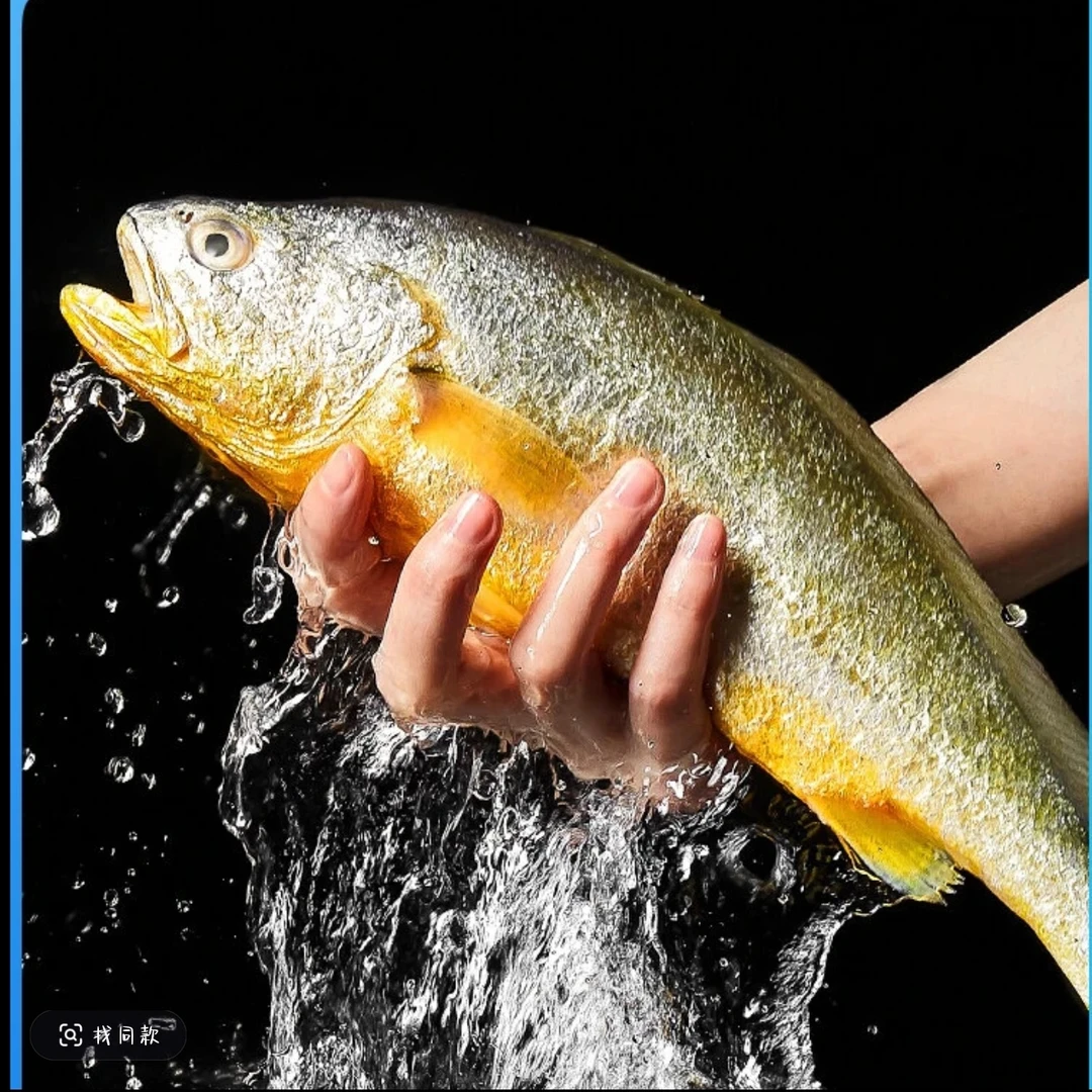 野化大黄花鱼（单条500克左右）4条4.5斤左右速冻后发货