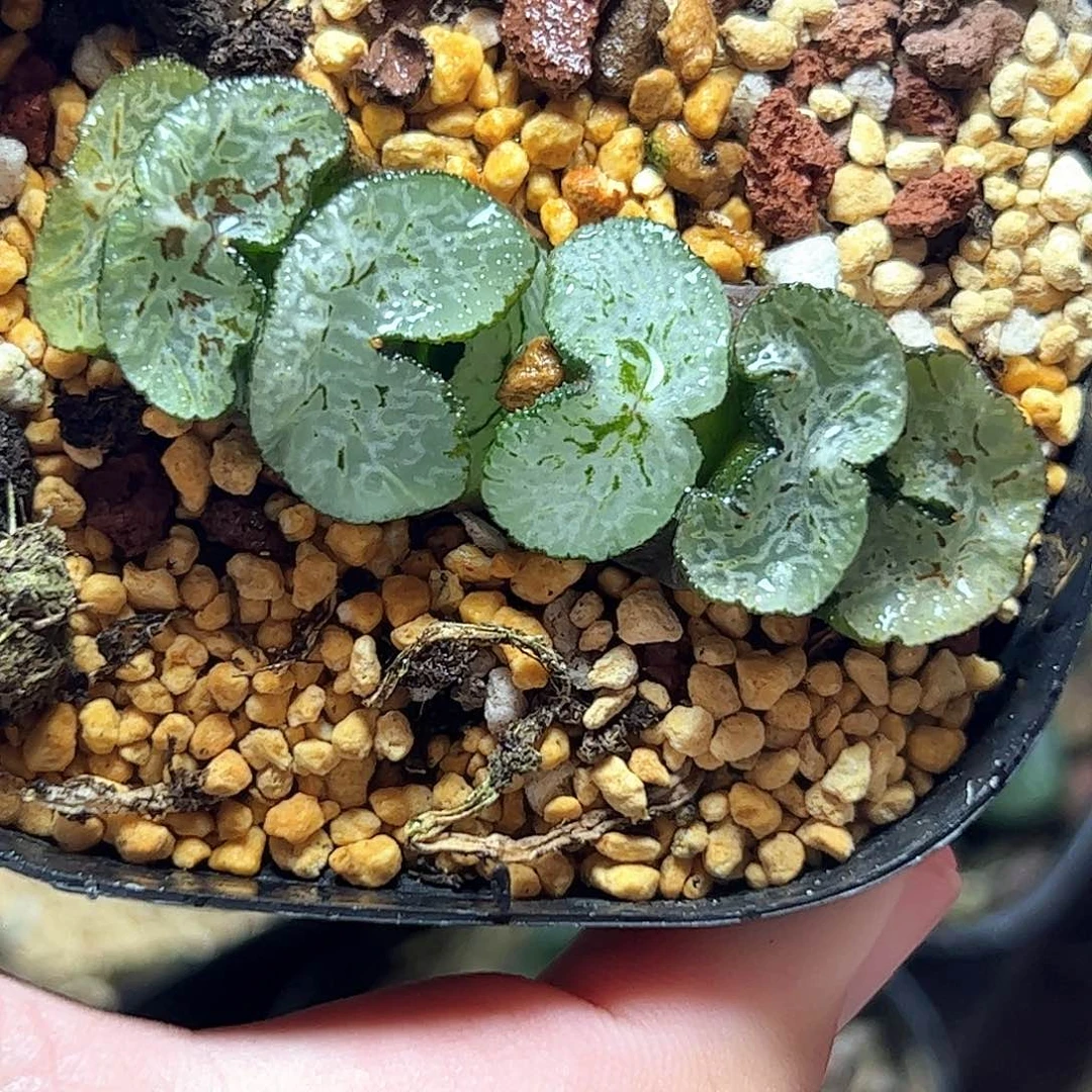 极翠守冰十二卷多肉植物