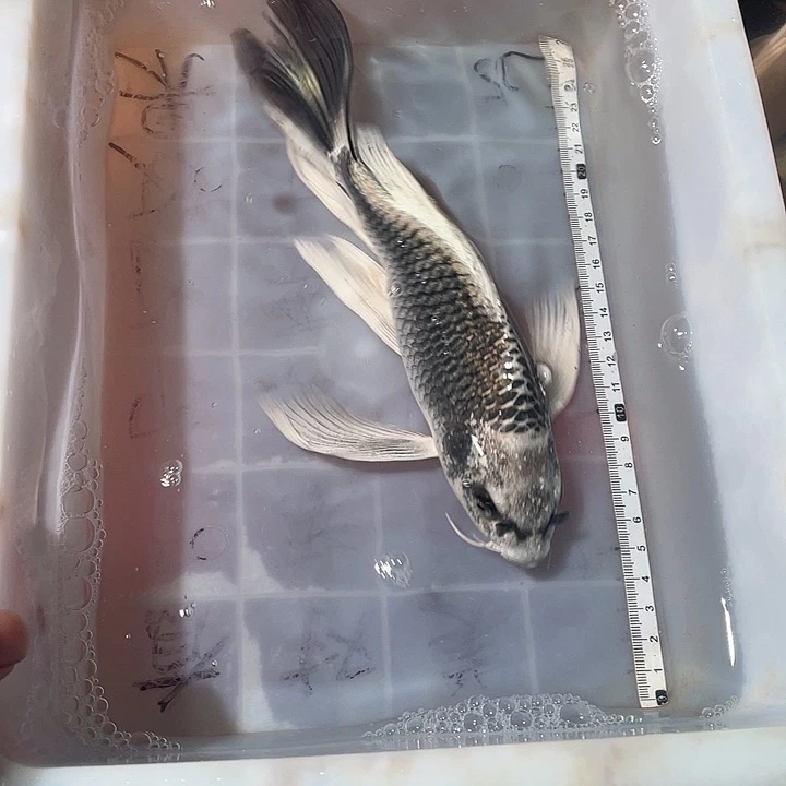 蝴蝶鲤鱼渔场直发95