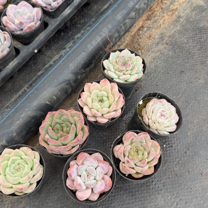 满盆带颜色混合二十颗量拍2-10