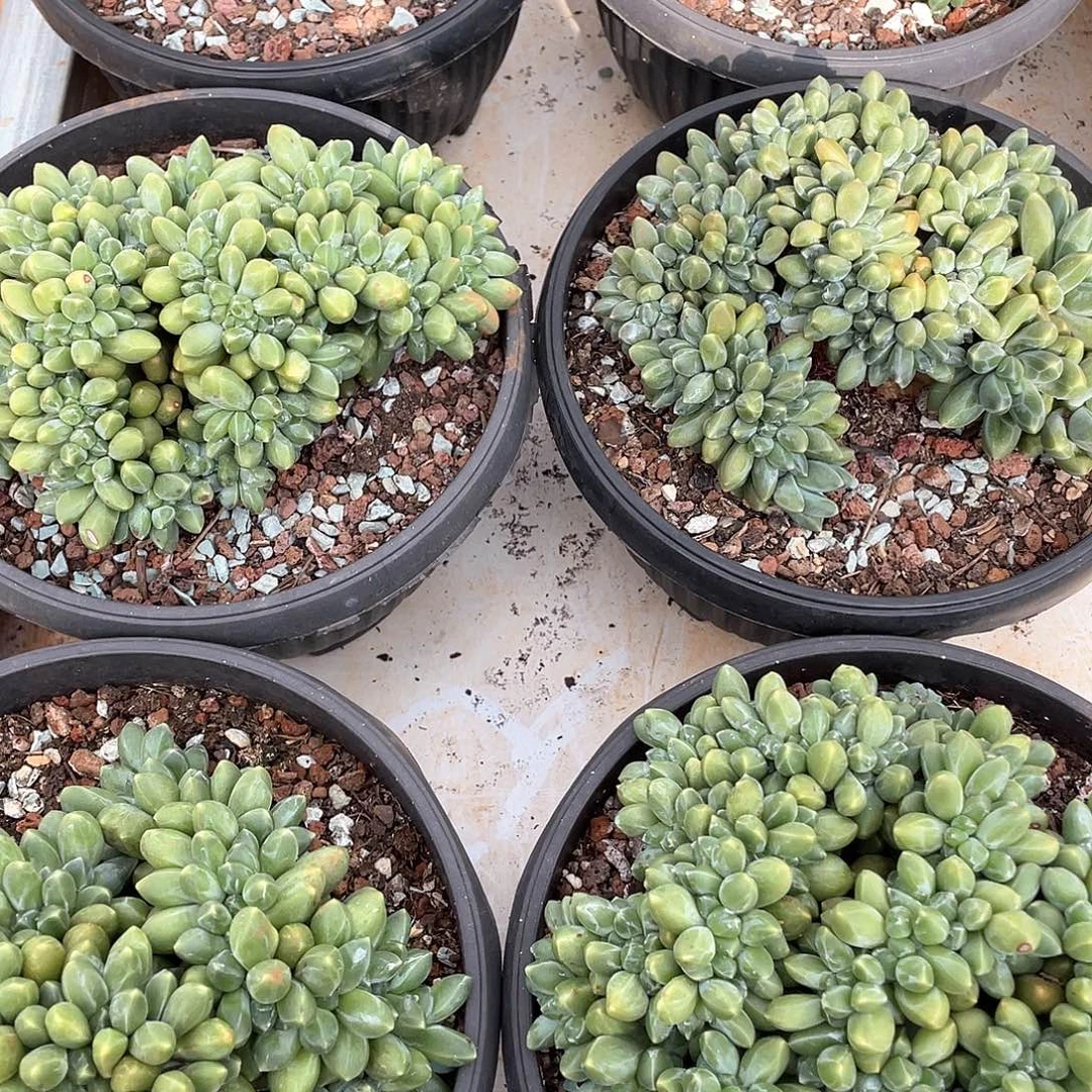 千代田之松缀化16厘米可挑