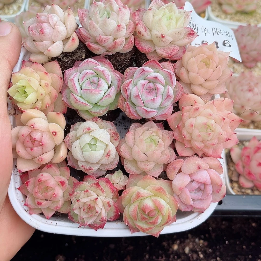 1-616 新疆西藏内蒙不发包邮2-3公分12.8包邮多肉