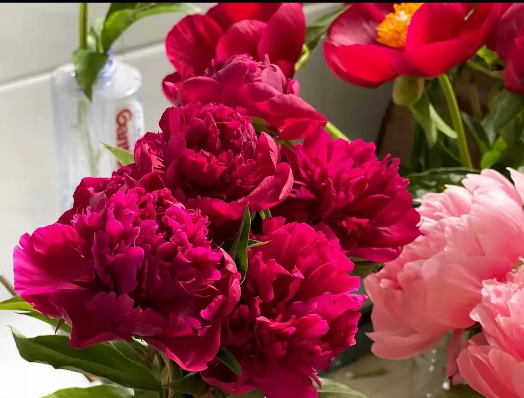 【现货名品芍药朱砂判】花神芍药客厅日常养花质感高级氛围感鲜花