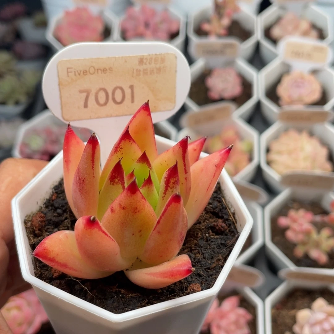 口红7001-5.5厘米