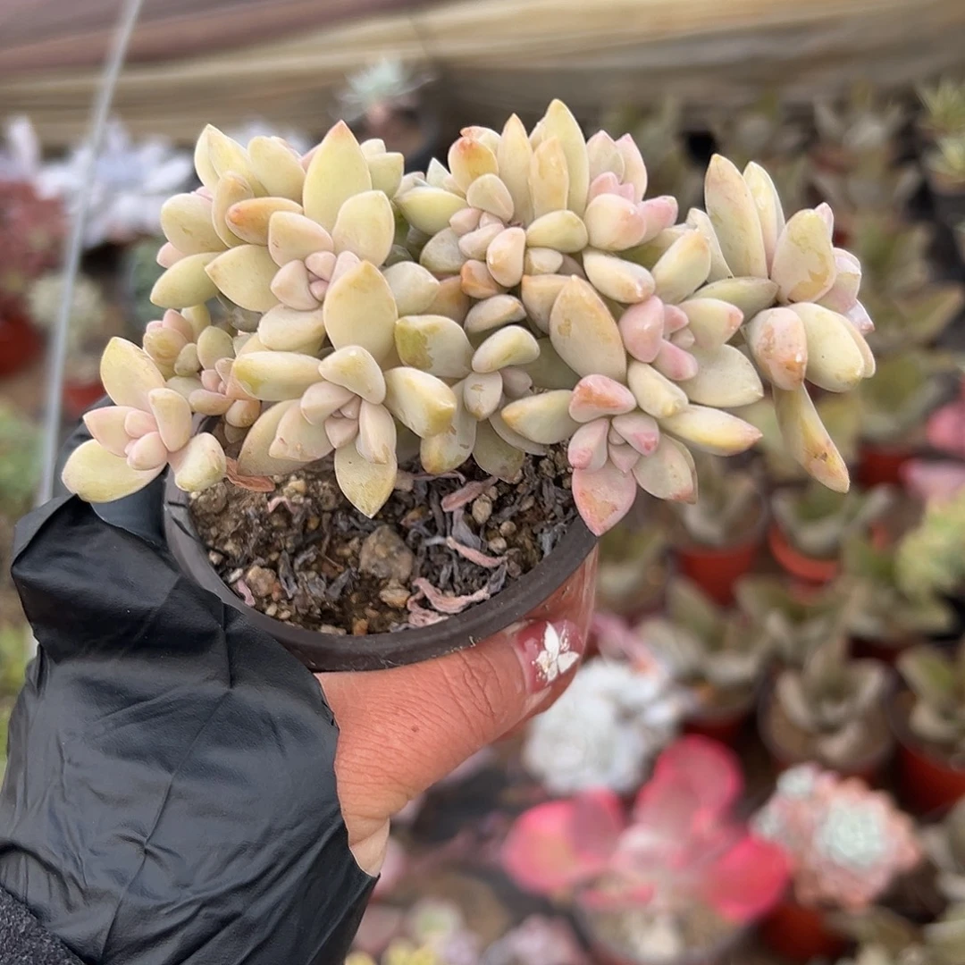 多肉植物淡雪缀化