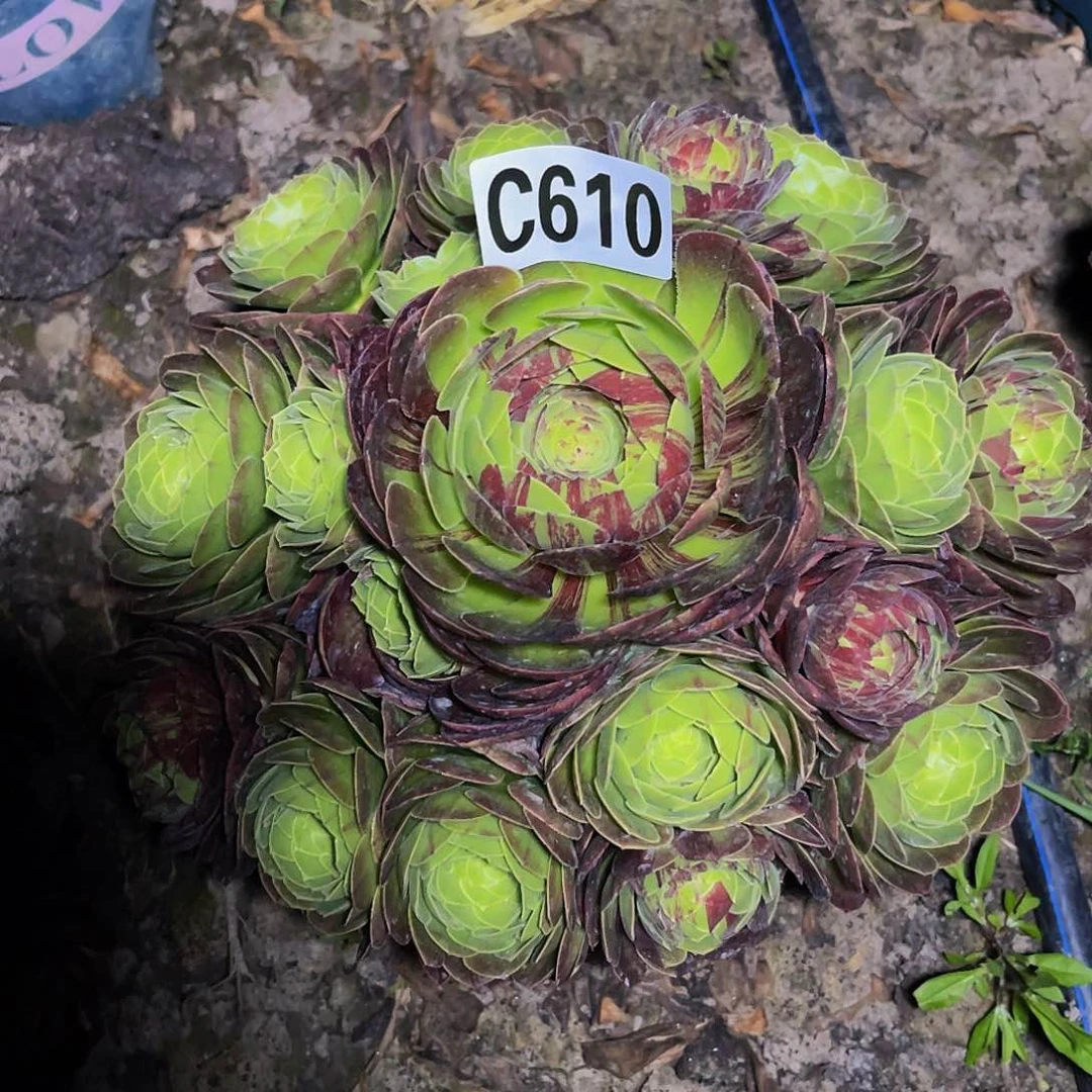 花月夜26/—28包邮