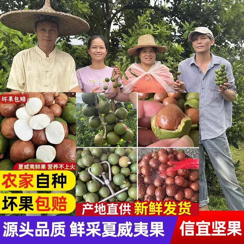 新鲜夏威夷果广东信宜坚果原味不加工生果新鲜采摘