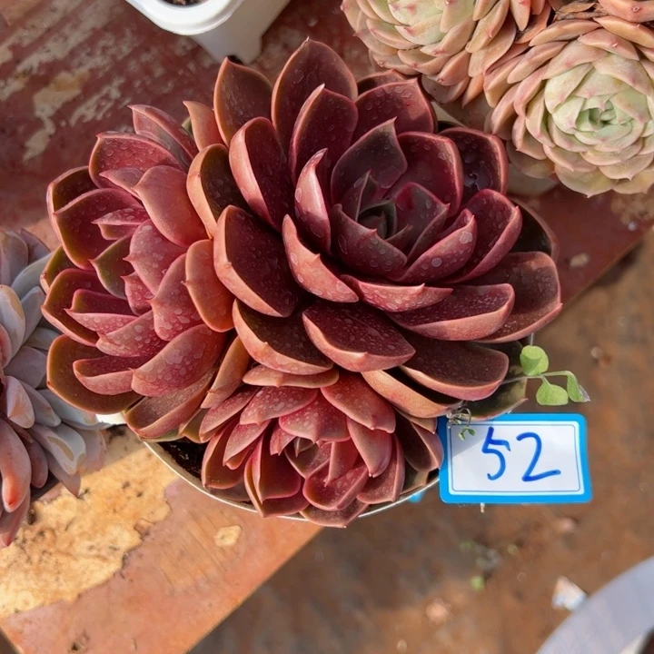 52红灯平平安安健健康康