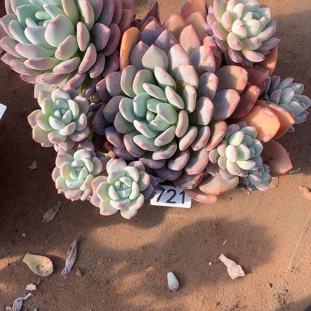 721 一物一拍多肉