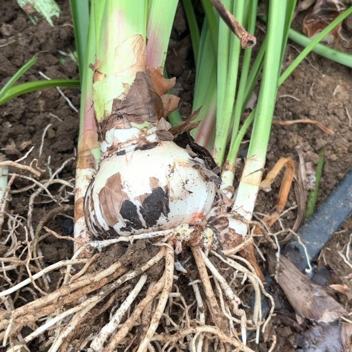 无花朵浩**爸选美皇后包对版9652