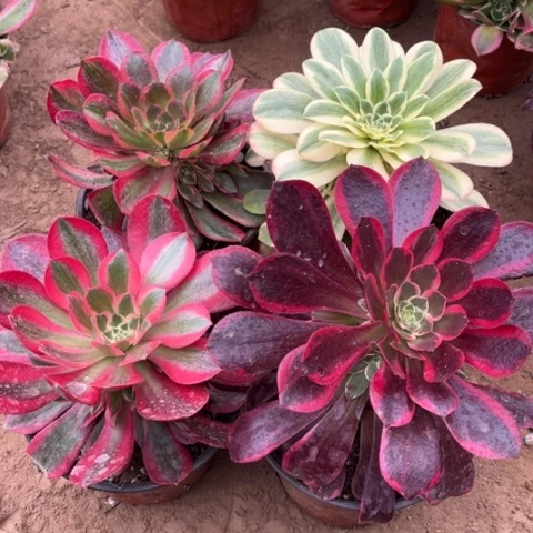 217多肉植物组合